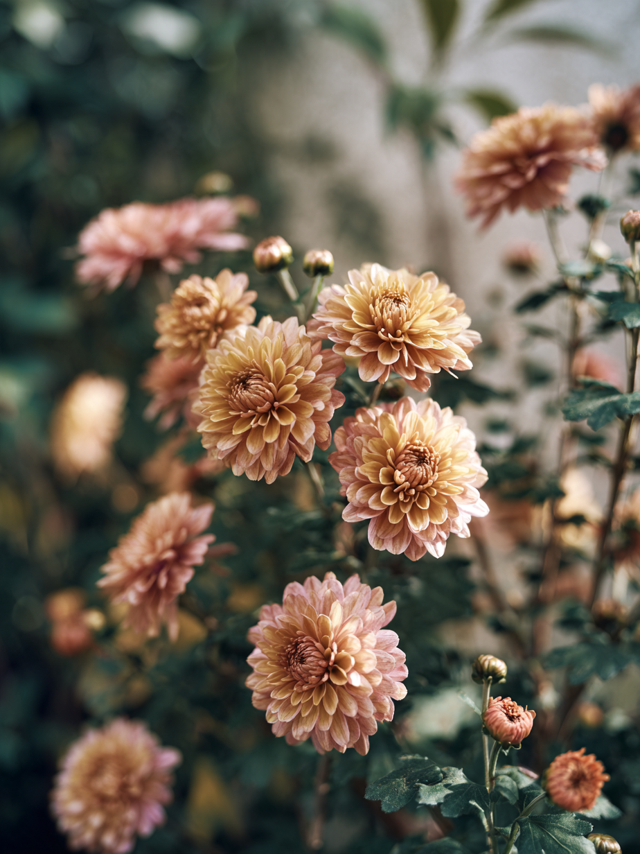 Хризантема — Chrysanthemum