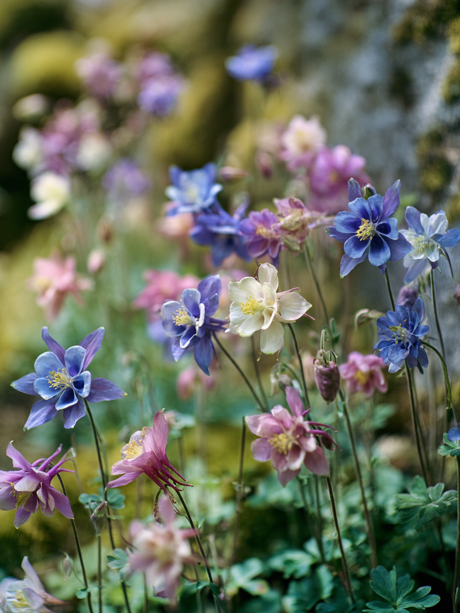 Аквилегия — Aquilegia