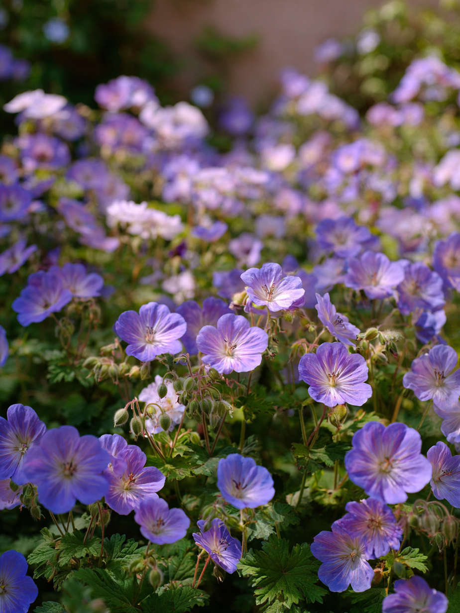 Герань — Geranium