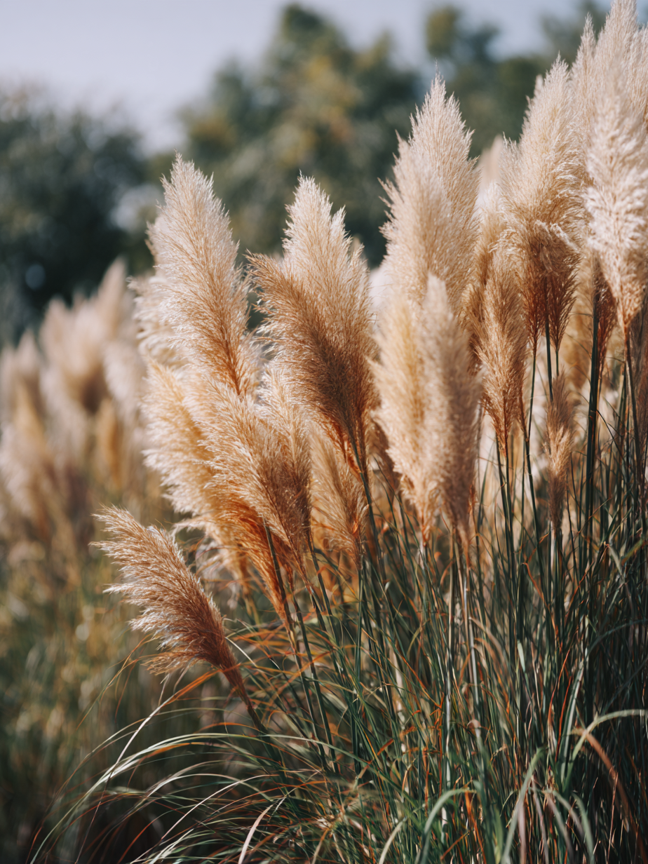 Злаки — Poaceae