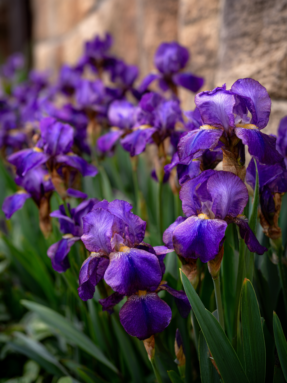 Ирис — Iris