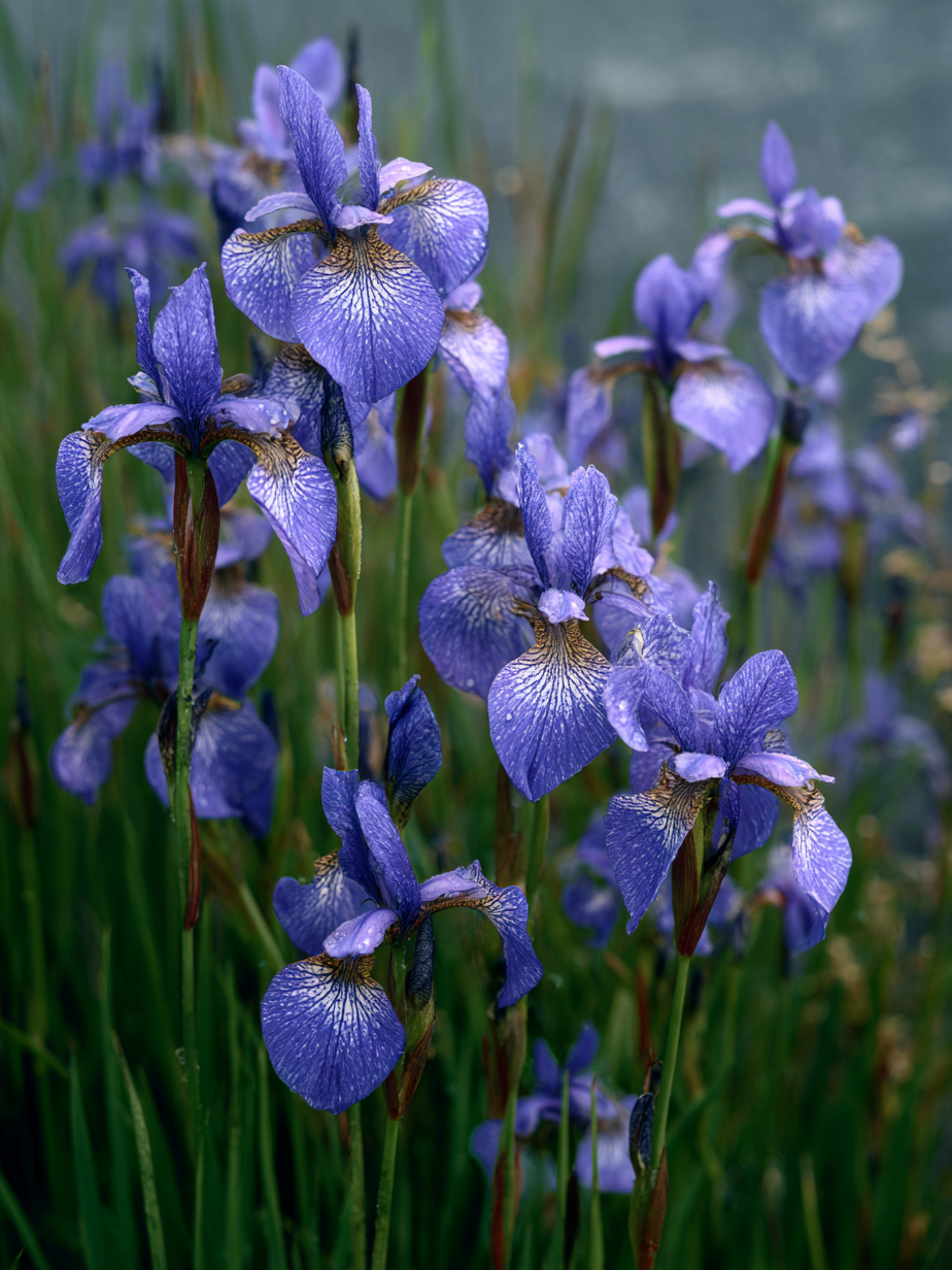 Ирис сибирский — Iris sibirica