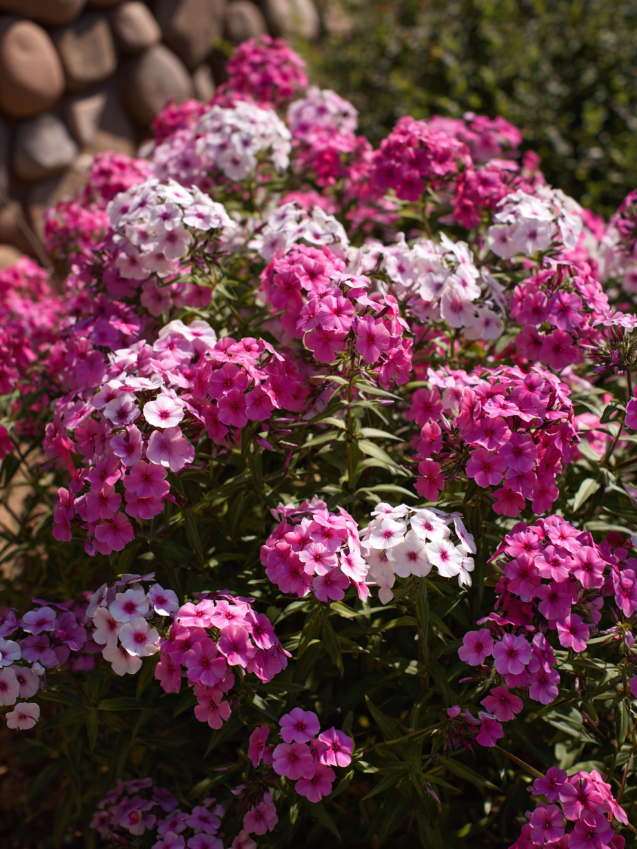Флокс — Phlox