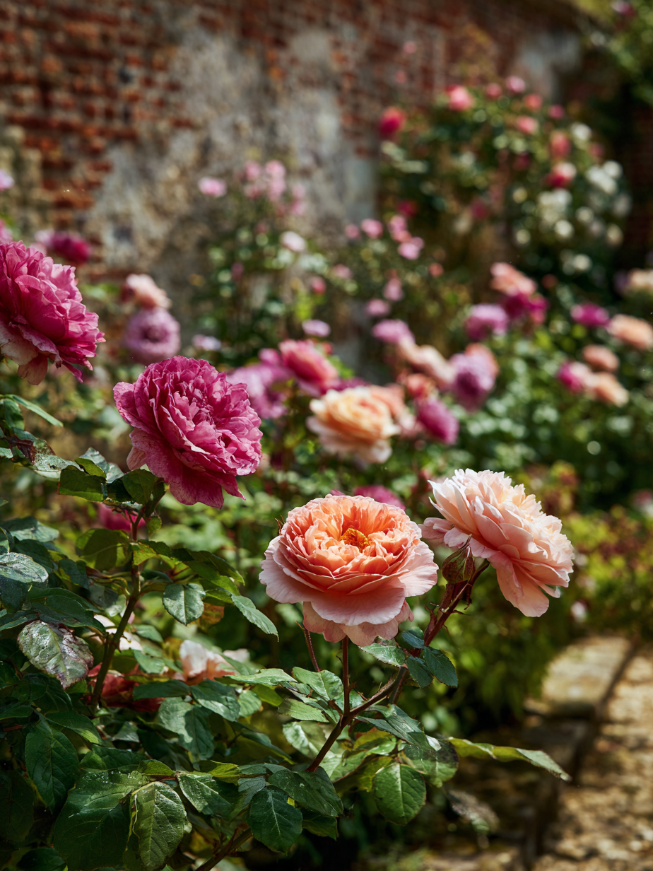 Роза — Rosa