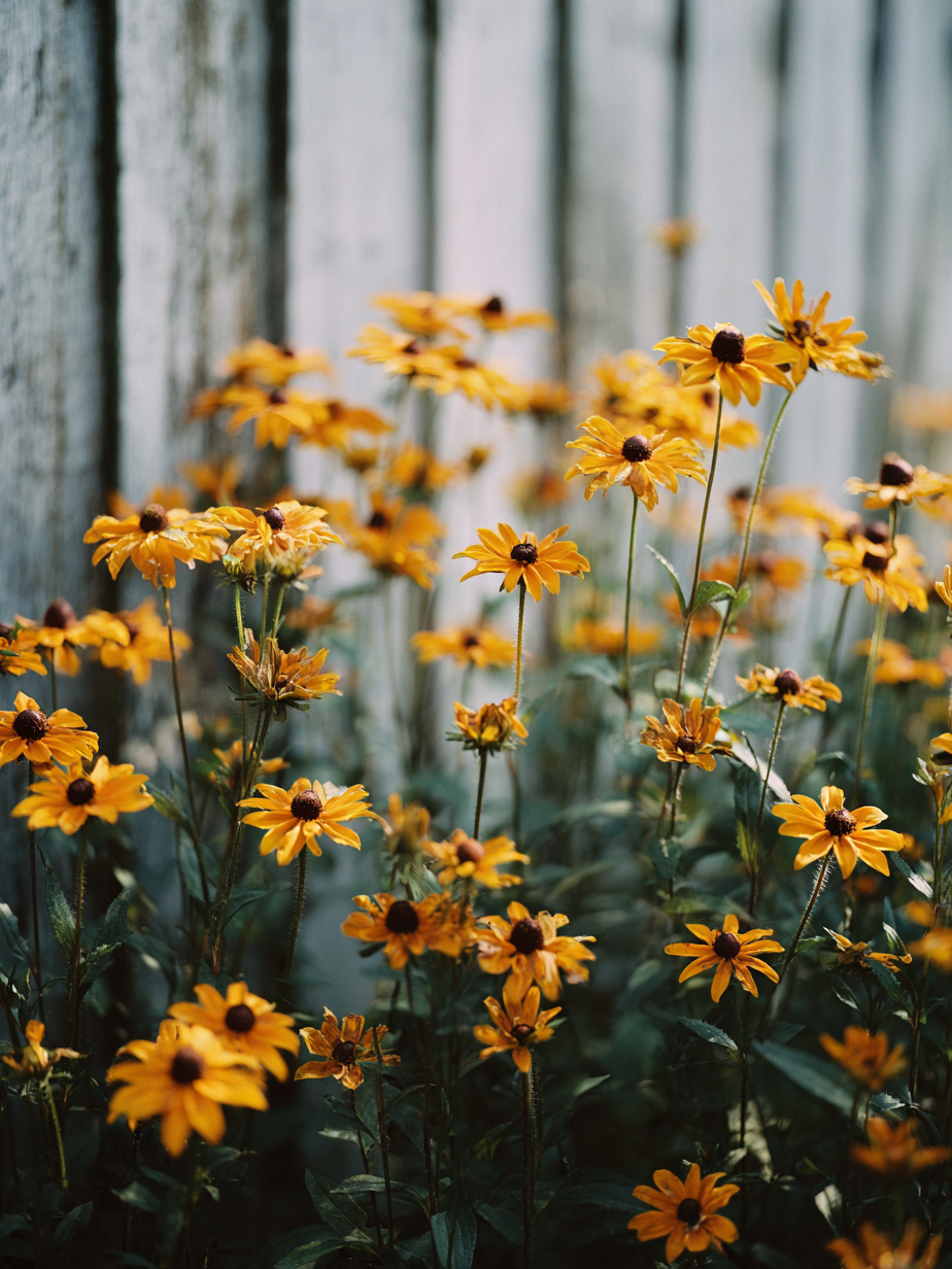 Рудбекия — Rudbeckia