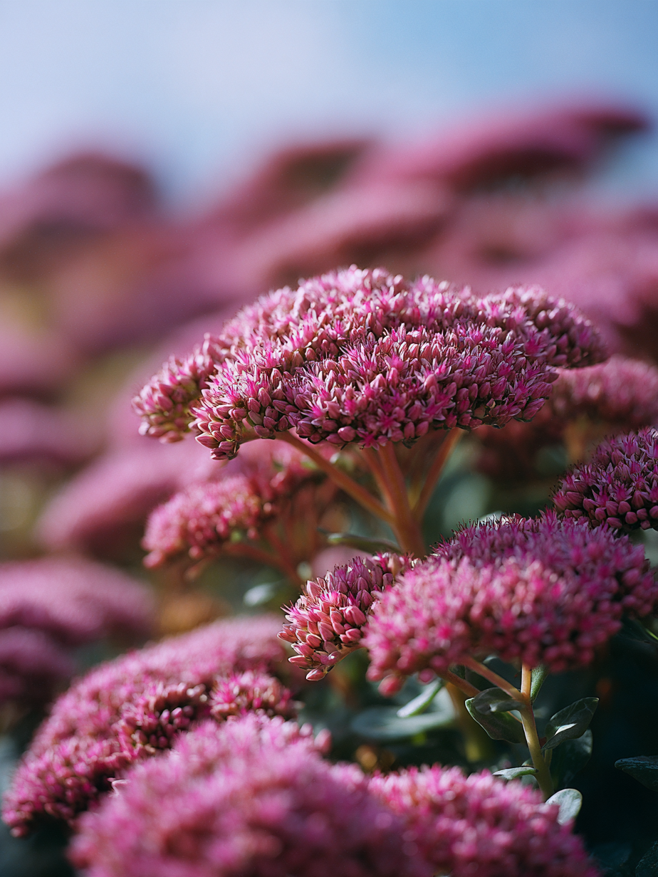 Седум — Sedum