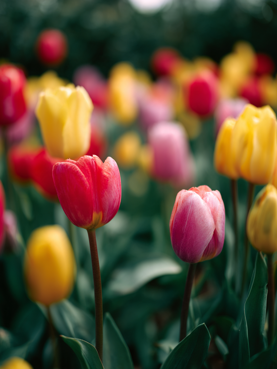 Тюльпан — Tulipa