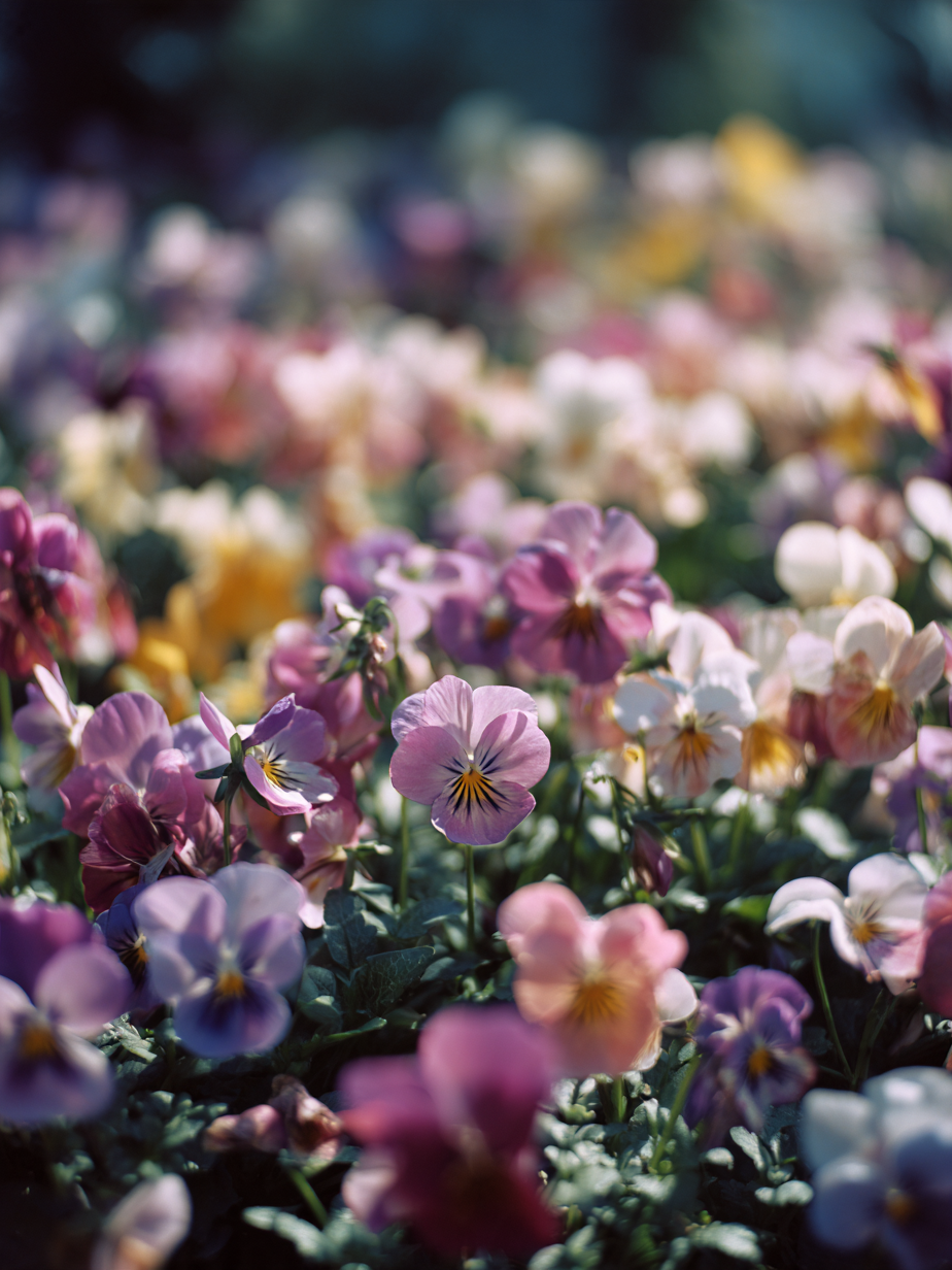Виола — Viola