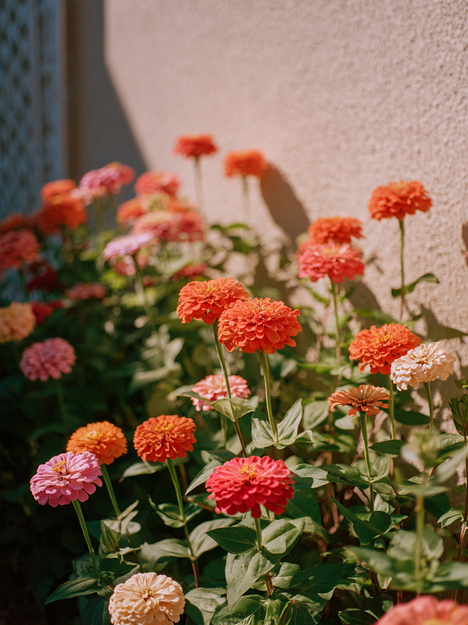 Цинния — Zinnia